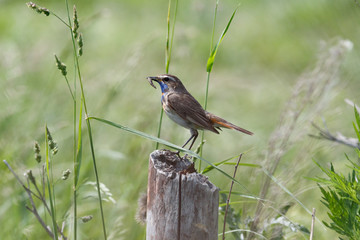 Bluethroat (Luscinia svecica).
