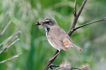 Bluethroat (Luscinia svecica).