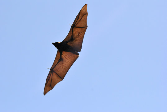 Black Flying Fox (Pteropus Alecto) With Spread Wings In The Air