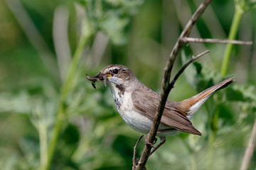 Bluethroat (Luscinia svecica).