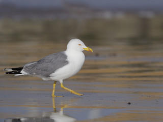 Fototapeta premium Yellow-legged gull, Larus cachinnans