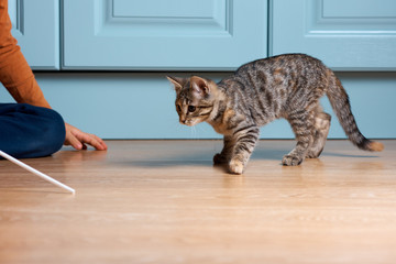 Boy is playing with kitten. Cat is hunting on ribbon with bow.