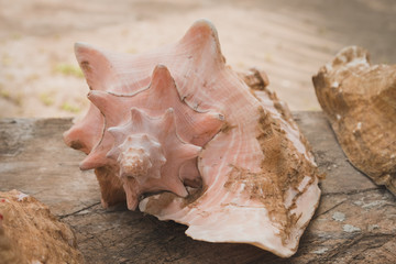 conk shell   - sea snail shell closeup,