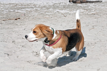Dog beagle breeds having fun on the sand of the seashore.