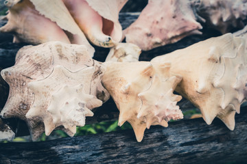 conk shells, sea snail shell  
