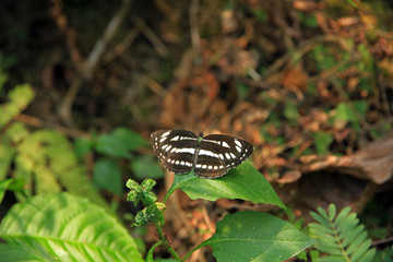Zebra butterfly, Pokhara, Nepal