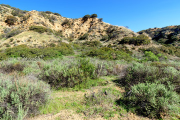 Fototapeta na wymiar Spring chaparral grows in Southern California mountains