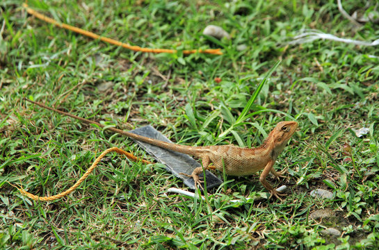 Oriental garden lizard, Pokhara, Nepal