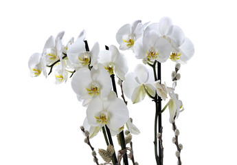 Naklejka na ściany i meble White orchid isolated on white background. 