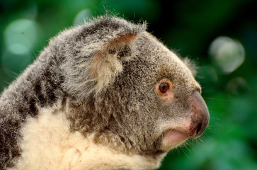Portrait of koala