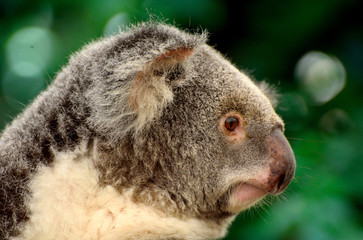 Naklejka premium Portrait of koala