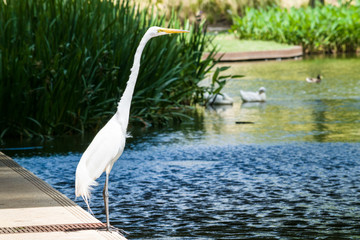 Bird Egret 1