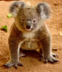 Glasschilderij Koala Baby koala op de grond