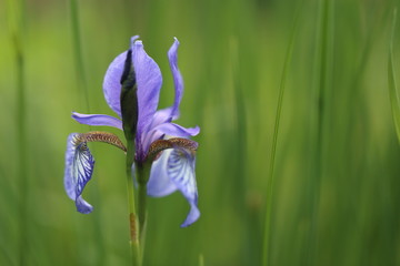 Blue Iris in the garden