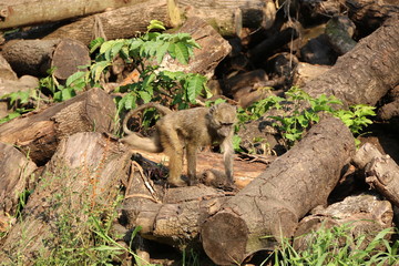 Baboon, young Baboons, Africa