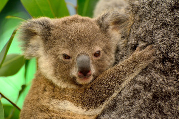 Fototapeta premium Portrait of baby koala