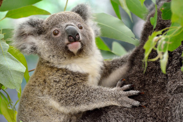 Naklejka premium Portrait of baby koala