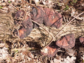 several old decaying rotting bracket fungus on tree stump