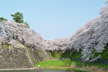 Cherry blossoms surrounding the moat of Nagoya castle