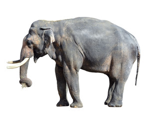 Fototapeta na wymiar Elephant close up. Big grey walking elephant isolated on white background. Standing elephant full length close up. Female Asian elephant with small bundle of hay in the trunk. 