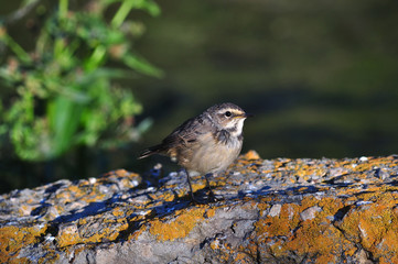 A young bluethroat sits on a concrete structure covered with lichen.