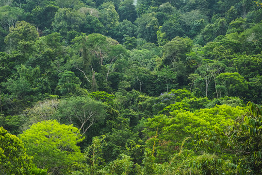 rainforest aerial , forest aerial ,  jungle