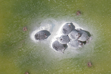 Cochineals (Dactylopius coccus) (females) on a pad of barbary fig (Opuntia maxima). Timijiraque Protected Landscape. Valverde. El Hierro. Canary Islands. Spain.