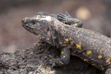 El Hierro giant lizard (Gallotia simonyi). Adult male. Controlled conditions. Captive breeding...