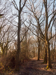 Fototapeta na wymiar small wooden path plank way over running creak of water in woodland forest uk; essex; england; uk