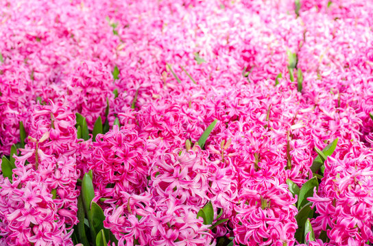 Group of beautiful pink hyacinths