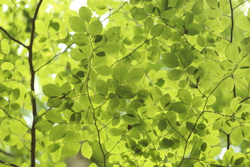 Green leaves with light