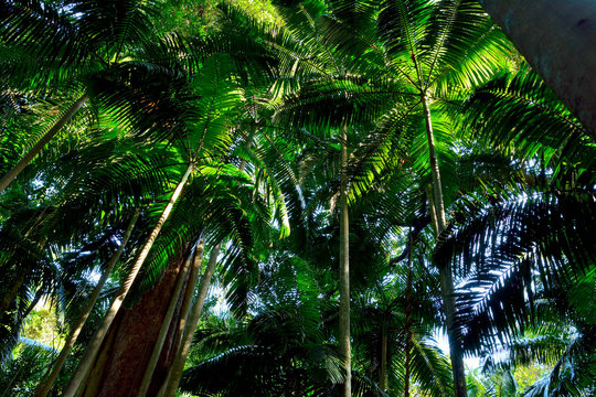 Fototapeta Tropical forest in Lamington National Park, Australia.