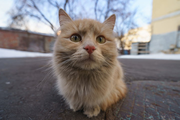 Obraz premium Orange cat on the Moscow spring street