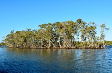 Mangrove trees in Queensland, Australia.
