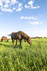 A herd of wild horses shown on Water island in atmospheric Rostov state reserve