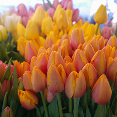  Bunches of pastel tulips in soft shades at market