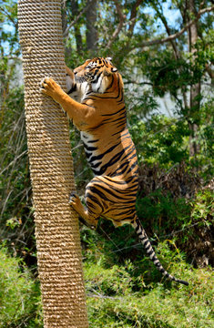 Tiger (Panthera tigris)