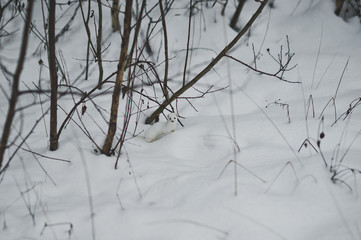 Fototapeta na wymiar Photo curious affection among the winter snow 855.