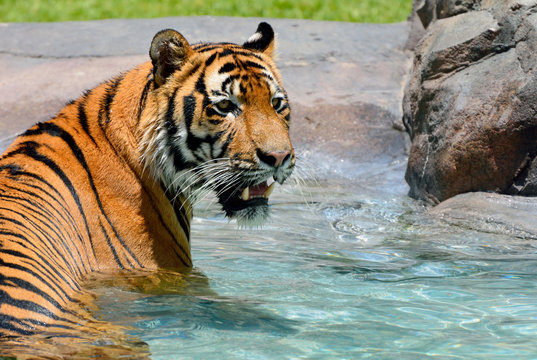 Tiger (Panthera tigris) relaxing in pool