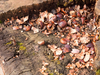 top of tree stump with broken chestnut nut shells brown arrangement nature natural