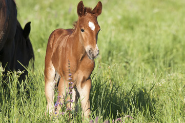 Horse foal on pasture. A herd of wild horses shown on Water island in atmospheric Rostov state reserve