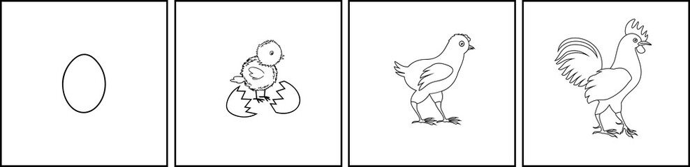 Stages of chicken growth from egg to adult bird