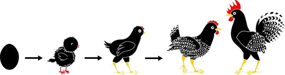 Stages of chicken growth from egg to adult bird