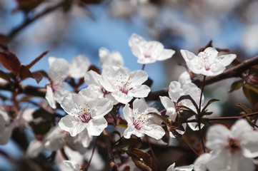 Cherry blossoms with nice background color for adv or others purpose use