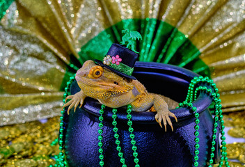 Bearded Dragon in Pot of Gold