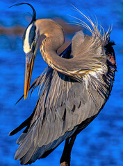Blue Heron at Circle B reserve
