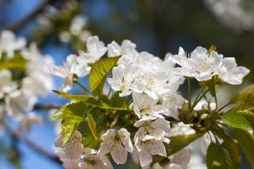 Cherry blossoms with nice background color for adv or others purpose use