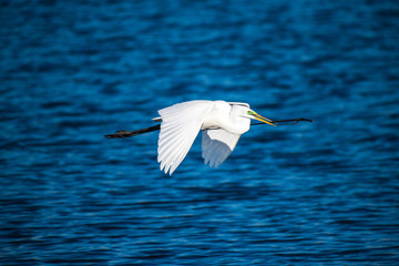 Great egret