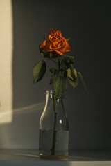 Rose in jar, natural sunlight