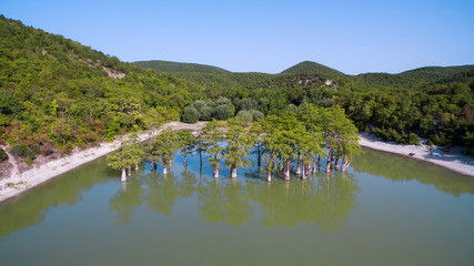 Obraz premium Cypress trees in Sukko lake. Anapa. Russia